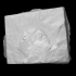 Trilobite - Dalmanites image
