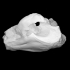 Pig - cast of skull image