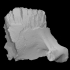 Mammoth - Juvenile tooth image