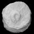 Stromatoporoid and gastropod image