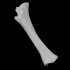 Mammoth - Juvenile femur image