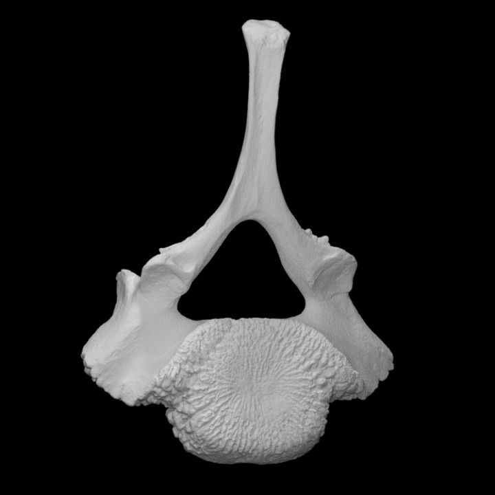 Mammoth - Juvenile vertebra
