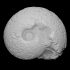 Ammonite image