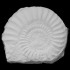 Ammonite Asteroceras image