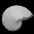 Nautiloid Cenoceras image