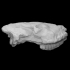 Sivatherium Skull Cast image