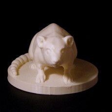 Picture of print of Rat This print has been uploaded by Vaclav Krmela