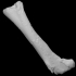 Chilesaurus diegosuarezi left femur image