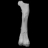 Pelagornis chilensis right femur image
