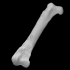 Pelagornis chilensis left femur image