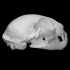 Bobcat male skull image