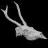 Columbian Black-tailed Deer specimen 01 image