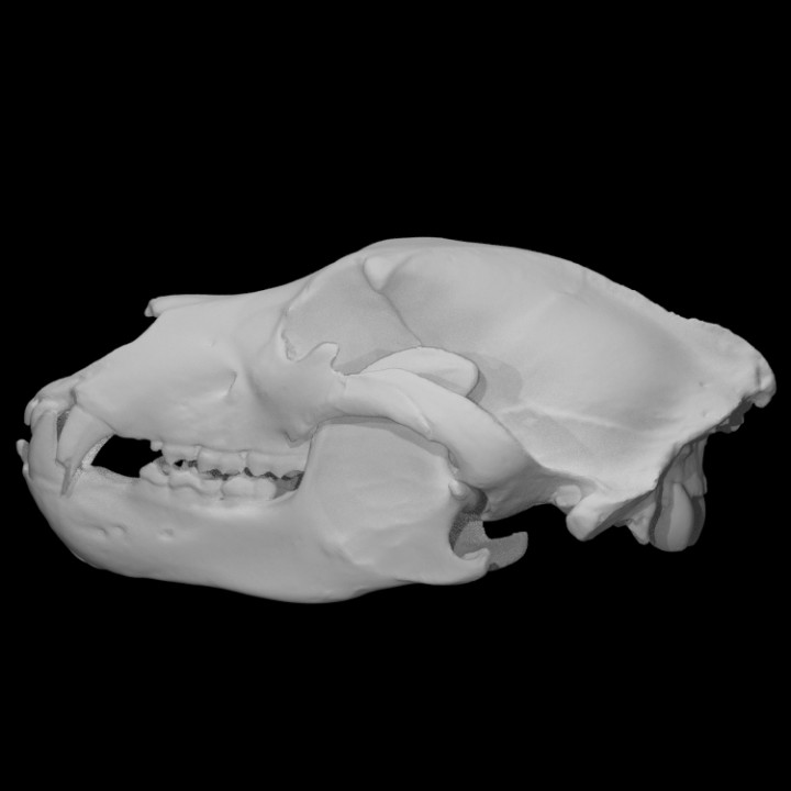 Grizzly Bear skull, specimen #9