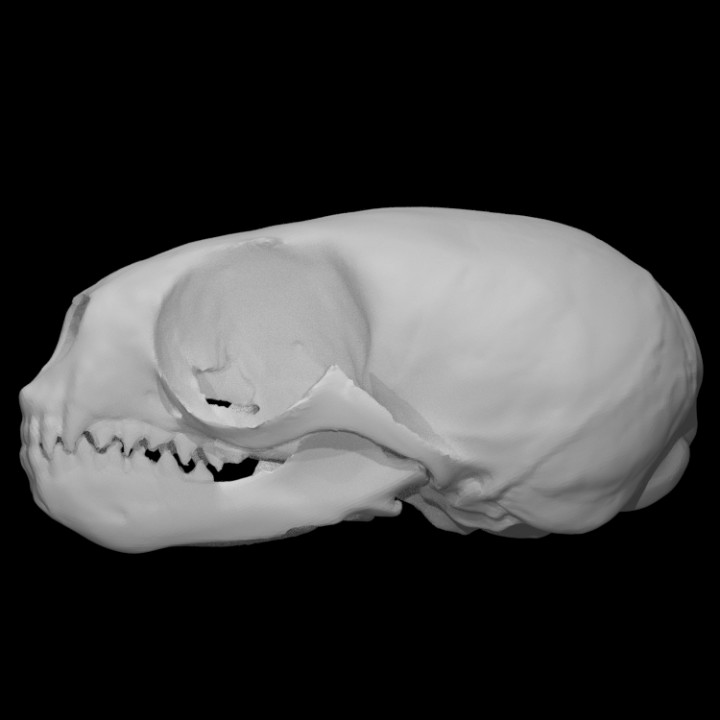 Northern Fur Seal specimen : male