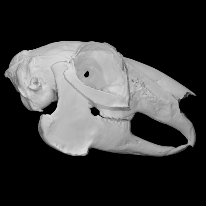 White-tailed Jackrabbit specimen : female