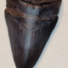 Picture of print of Megalodon fossil shark tooth This print has been uploaded by Jason