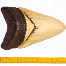 Picture of print of Megalodon fossil shark tooth This print has been uploaded by Helge