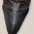 Megalodon fossil shark tooth print image