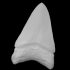 Megalodon fossil shark tooth image