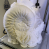 Ammonite Emileia constricta print image