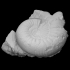 Ammonite Emileia constricta image