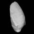 Bivalve Retroceramus lucifer image