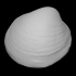 Bivalve shell image