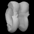 Vertebrate bone image