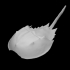 Arthropod: Limulus (horseshoe crab) image