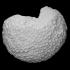 Coral: Montastrea cavernosa (PRI 13355) image