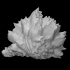 Crustaceans: Balanus sp. (PRI 71767) image