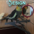 Pet Bird Parrot Chew Toy image