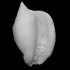 Gastropod: Lobatus leidyi (adult) (PRI 76754) image