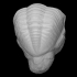 Trilobite: E. crassituberculata (PRI 49811) image