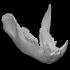 Ursus spelaeus (cave bear) lower jaw (PRI 50009) image