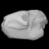 Vertebrate: Merycoidodon culbertsoni (PRI 50653) image