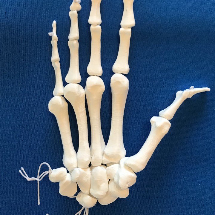 Bone fingers 3d model meleton