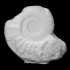 Ammonite image