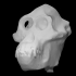 Male Orangutan Skull image