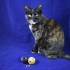 Cat Treat Ball Dispenser image