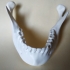 Human Mandible with teeth (with out 3rd molar) image