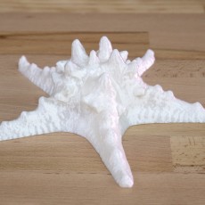 230x230 starfish