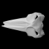 Dolphin skull image