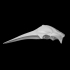 Dolphin skull image