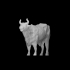 Bellowing Bull image