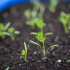 Carrot seedlings image