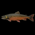 Brook trout image