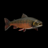Brook trout image