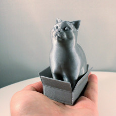 Picture of print of Schrodinky: British Shorthair Cat Sitting In A Box(single extrusion version) This print has been uploaded by Erwin Boxen