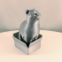 Schrodinky: British Shorthair Cat Sitting In A Box(single extrusion version) print image